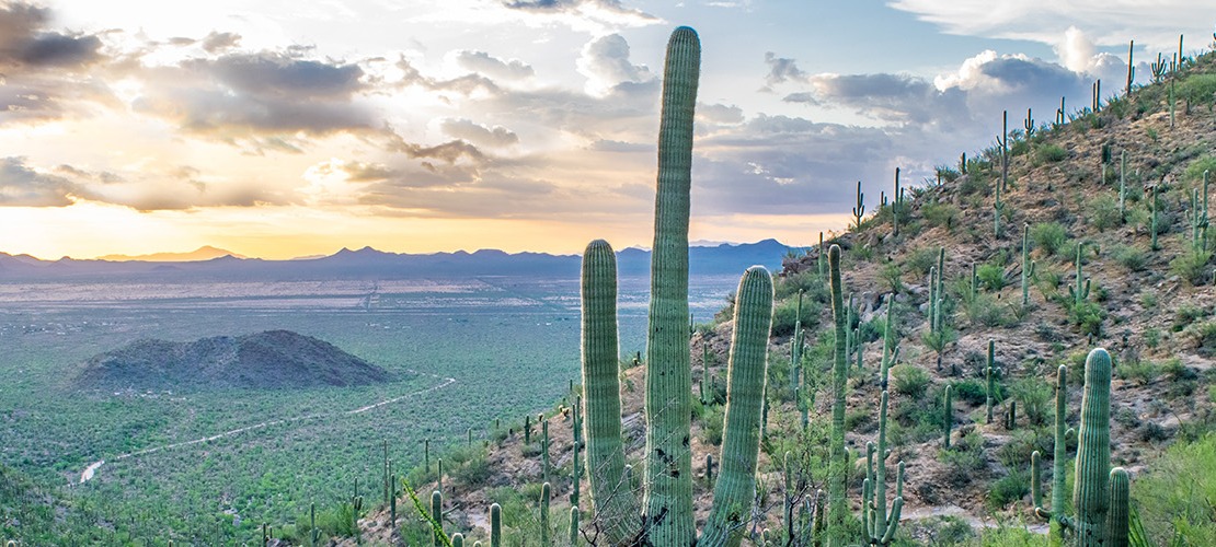Arizona desert sunset with saguaro cacti and mountains in the foreground.